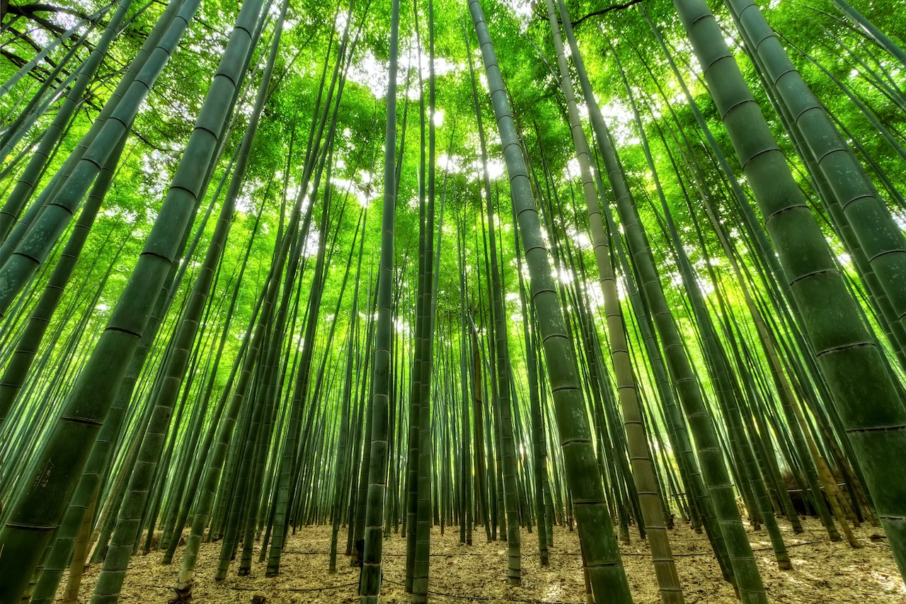 forêt bambou